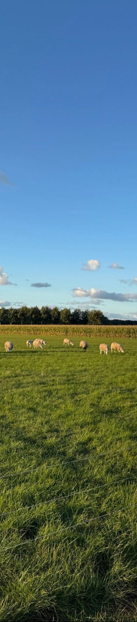 Schapen die aan het grazen zijn op het land in gemeente Hoeksche Waard